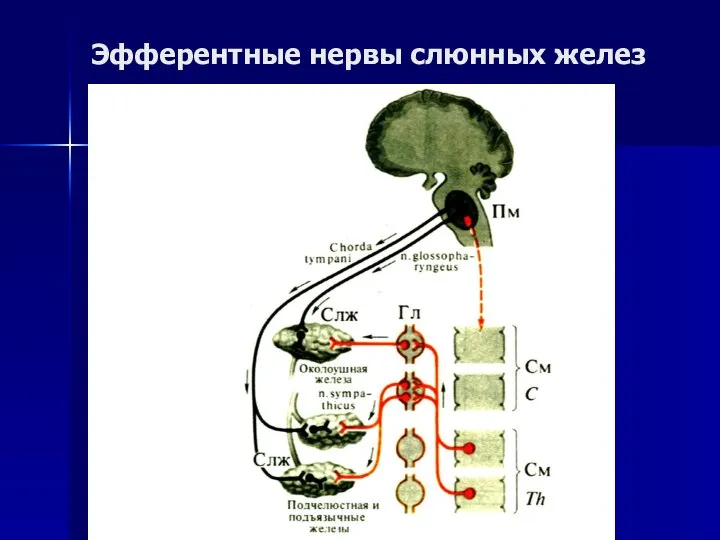 Эфферентные нервы слюнных желез