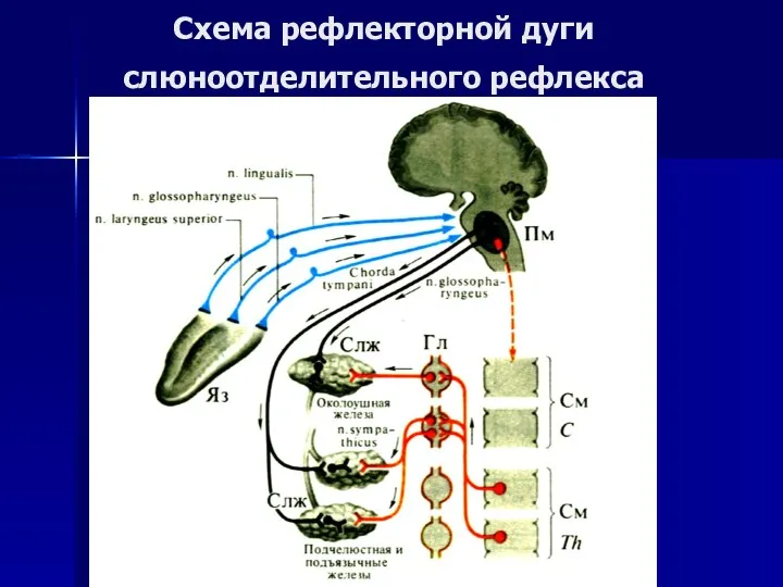 Схема рефлекторной дуги слюноотделительного рефлекса