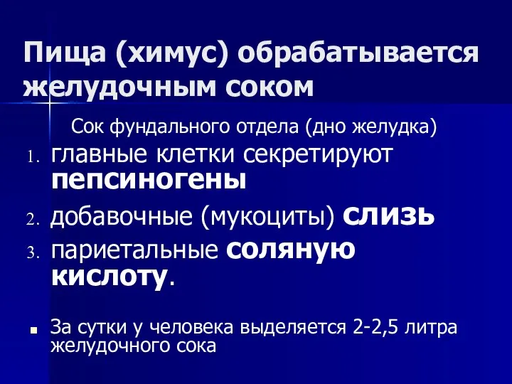 Пища (химус) обрабатывается желудочным соком Сок фундального отдела (дно желудка) главные