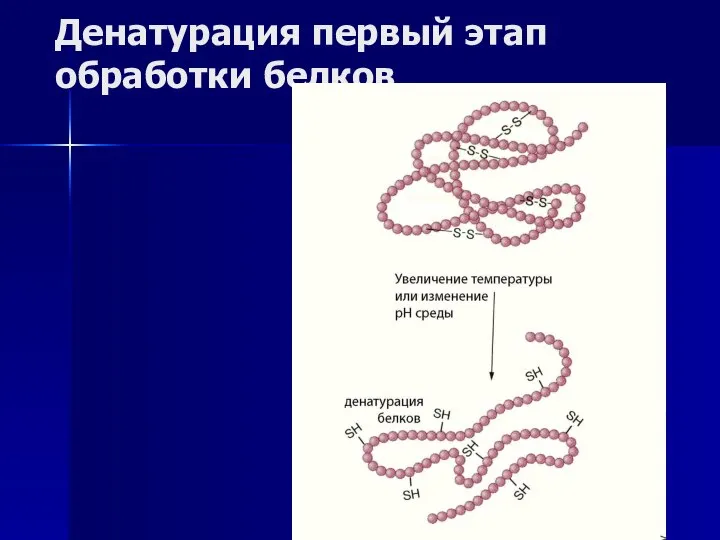 Денатурация первый этап обработки белков