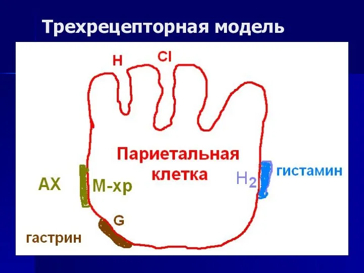 Трехрецепторная модель