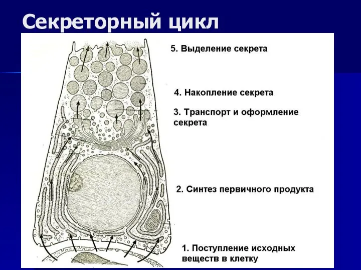 Секреторный цикл