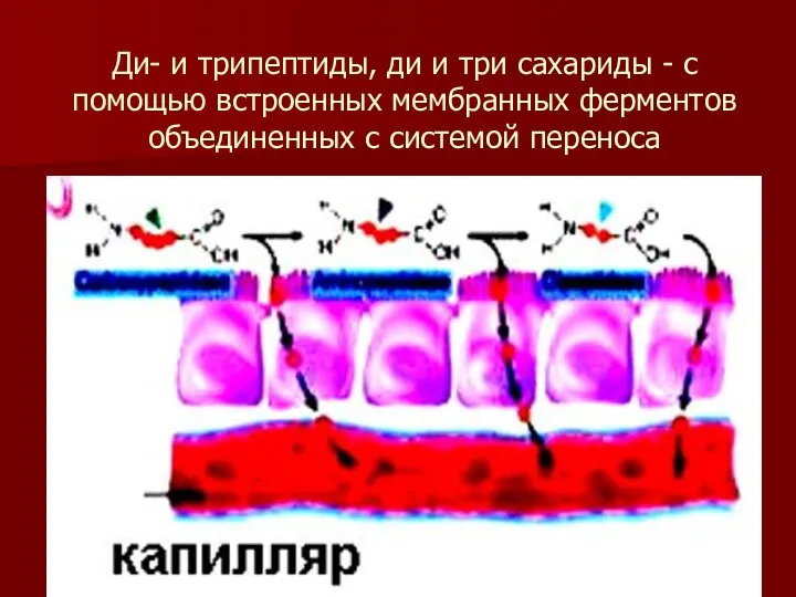 Ди- и трипептиды, ди и три сахариды - с помощью встроенных