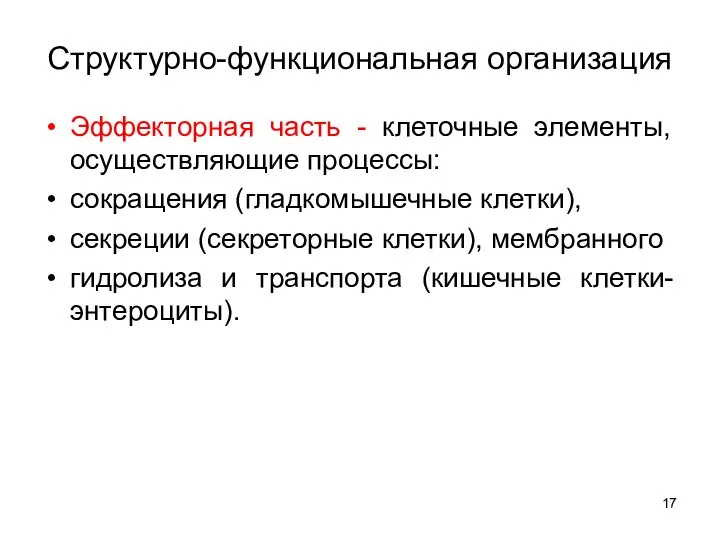 Структурно-функциональная организация Эффекторная часть - клеточные элементы, осуществляющие процессы: сокращения (гладкомышечные