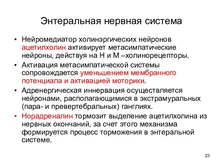 Энтеральная нервная система Нейромедиатор холинэргических нейронов ацетилхолин активирует метасимпатические нейроны, действуя