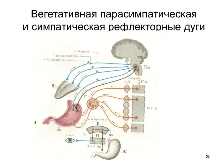 Вегетативная парасимпатическая и симпатическая рефлекторные дуги