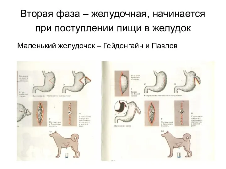 Вторая фаза – желудочная, начинается при поступлении пищи в желудок Маленький желудочек – Гейденгайн и Павлов