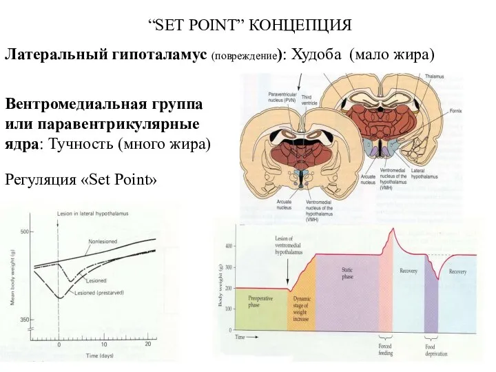 “SET POINT” КОНЦЕПЦИЯ Латеральный гипоталамус (повреждение): Худоба (мало жира) Вентромедиальная группа