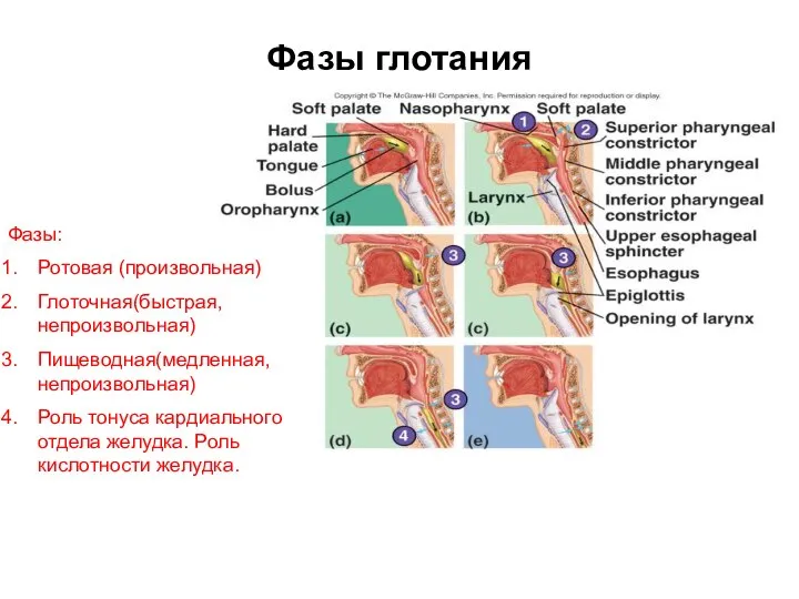 Фазы глотания Фазы: Ротовая (произвольная) Глоточная(быстрая, непроизвольная) Пищеводная(медленная, непроизвольная) Роль тонуса