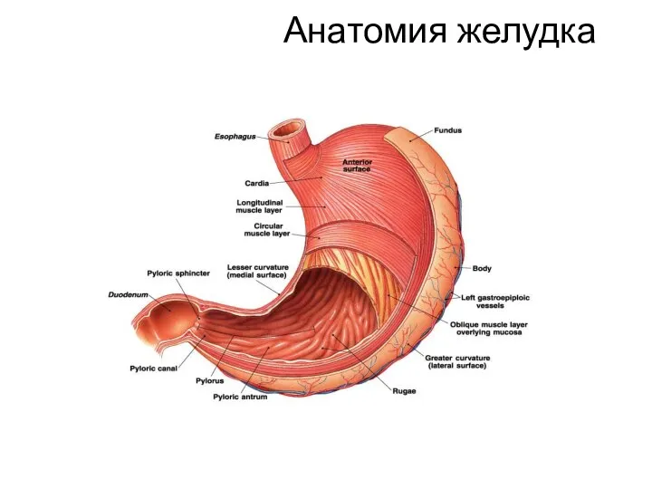 Анатомия желудка