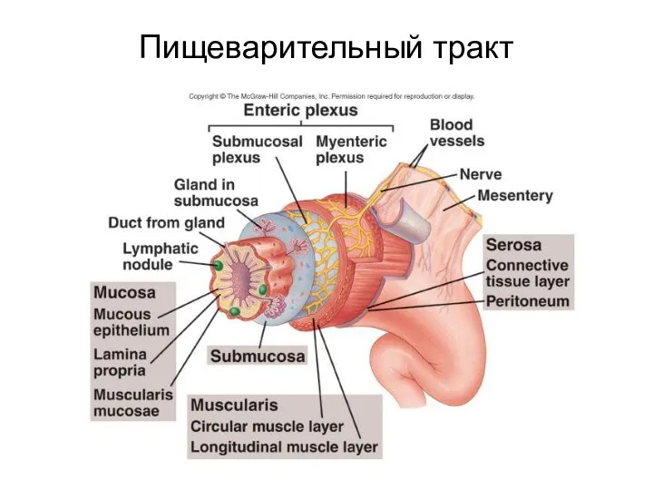 Пищеварительный тракт