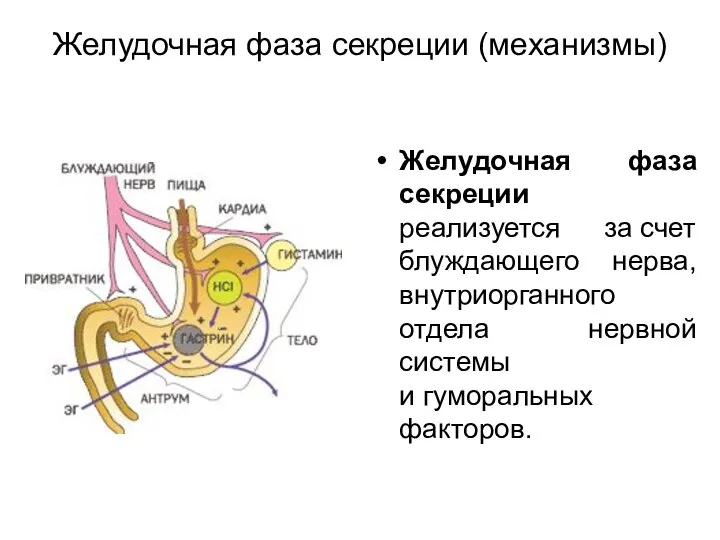 Желудочная фаза секреции (механизмы) Желудочная фаза секреции реализуется за счет блуждающего