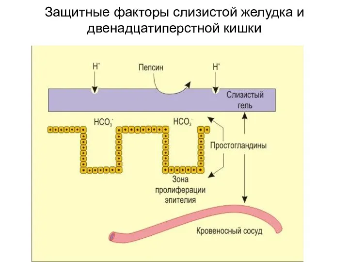 Защитные факторы слизистой желудка и двенадцатиперстной кишки