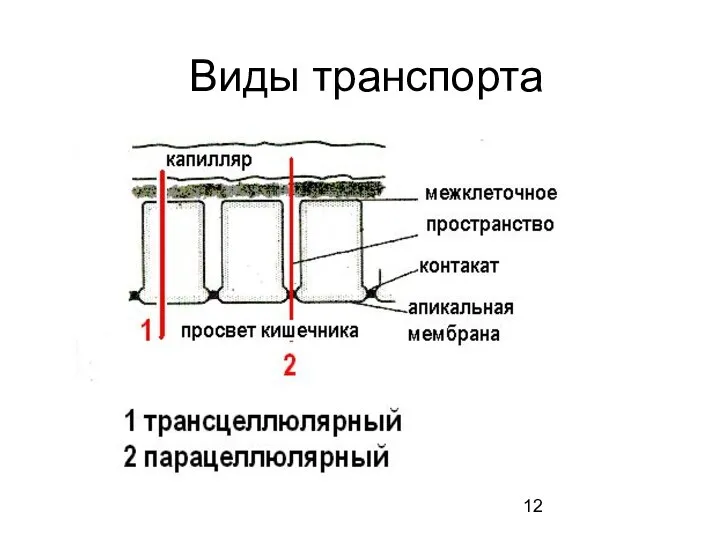 Виды транспорта