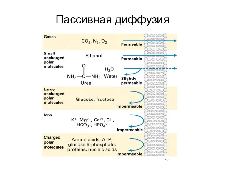 Пассивная диффузия