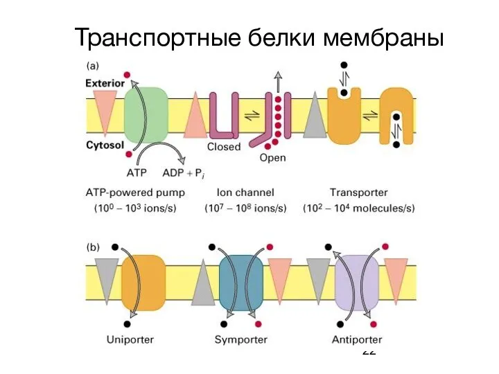 Транспортные белки мембраны