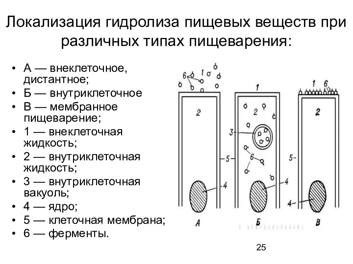 Локализация гидролиза пищевых веществ при различных типах пищеварения: А — внеклеточное,