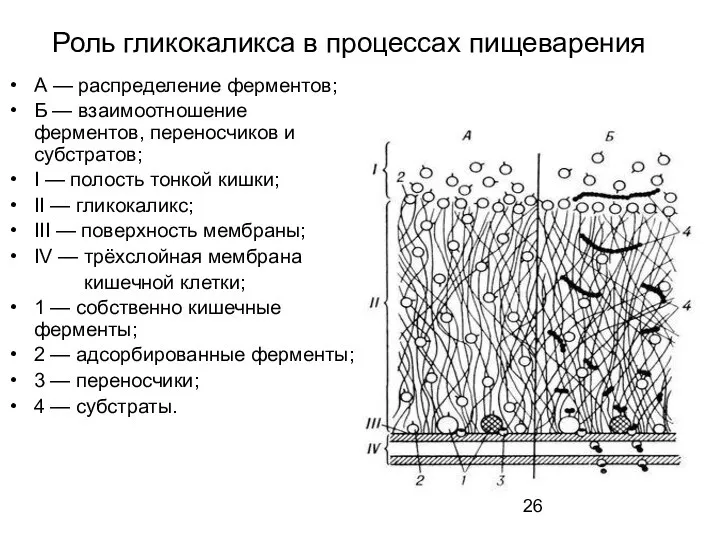 Роль гликокаликса в процессах пищеварения А — распределение ферментов; Б —