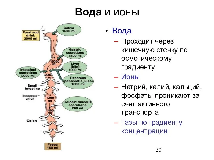 Вода и ионы Вода Проходит через кишечную стенку по осмотическому градиенту