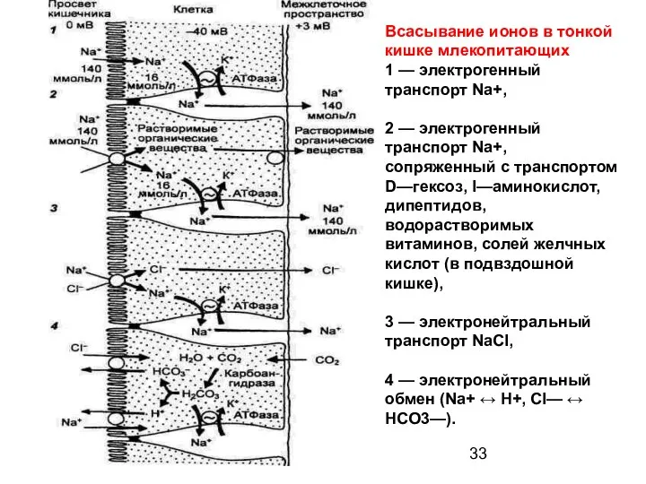 Всасывание ионов в тонкой кишке млекопитающих 1 — электрогенный транспорт Na+,