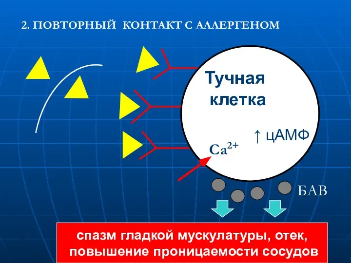 2. ПОВТОРНЫЙ КОНТАКТ С АЛЛЕРГЕНОМ Тучная клетка ↑ цАМФ Ca2+ спазм