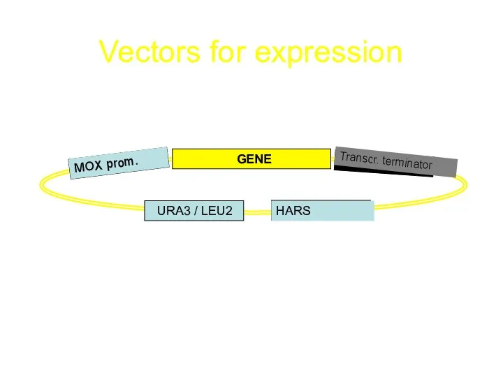 Vectors for expression URA3 / LEU2 MOX prom. GENE Transcr. terminator HARS