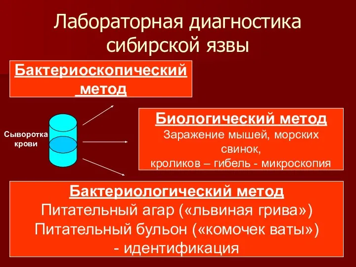 Лабораторная диагностика сибирской язвы Бактериоскопический метод Биологический метод Заражение мышей, морских