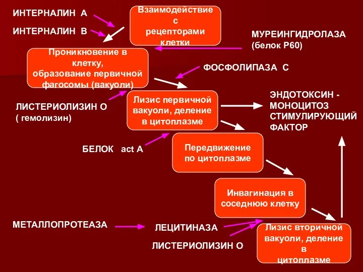 Проникновение в клетку, образование первичной фагосомы (вакуоли) Взаимодействие с рецепторами клетки