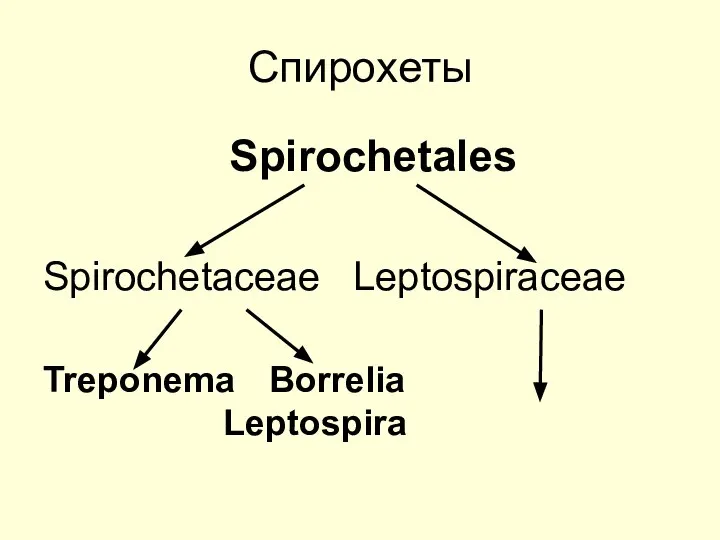 Спирохеты Spirochetales Spirochetaceae Leptospiraceae Treponema Borrelia Leptospira