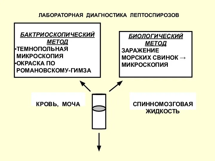 БАКТРИОСКОПИЧЕСКИЙ МЕТОД ТЕМНОПОЛЬНАЯ МИКРОСКОПИЯ ОКРАСКА ПО РОМАНОВСКОМУ-ГИМЗА БИОЛОГИЧЕСКИЙ МЕТОД ЗАРАЖЕНИЕ МОРСКИХ