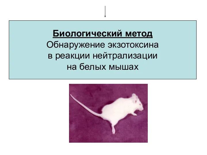 Биологический метод Обнаружение экзотоксина в реакции нейтрализации на белых мышах