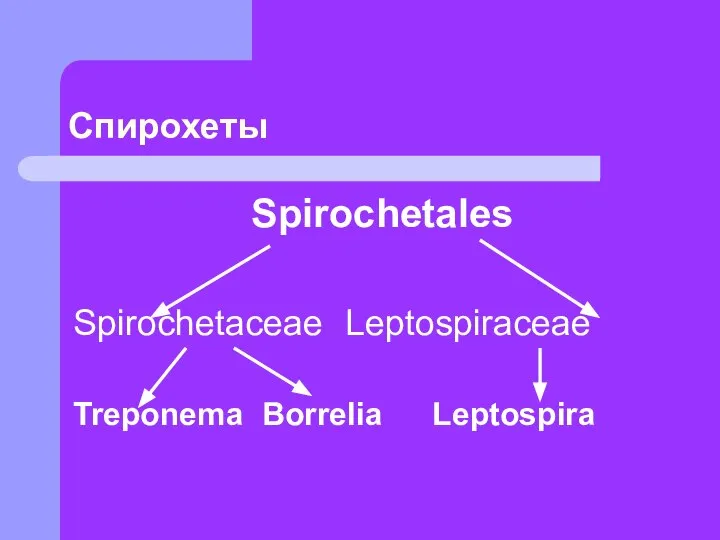 Спирохеты Spirochetales Spirochetaceae Leptospiraceae Treponema Borrelia Leptospira