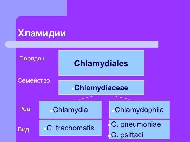 Хламидии Порядок Семейство Chlamydiales Chlamydiaceae C. pneumoniae C. psittaci Chlamydophila C. trachomatis Chlamydia Род Вид