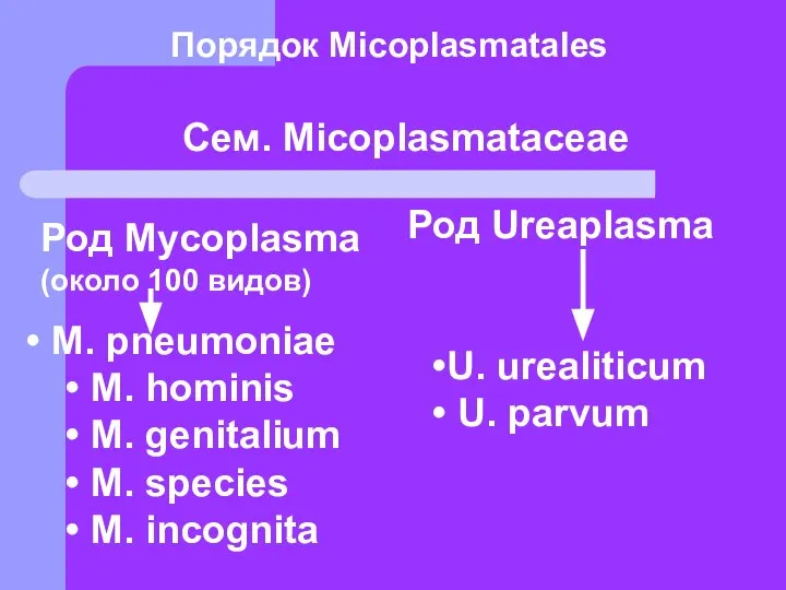 Сем. Micoplasmataceae Род Mycoplasma (около 100 видов) M. pneumoniae M. hominis