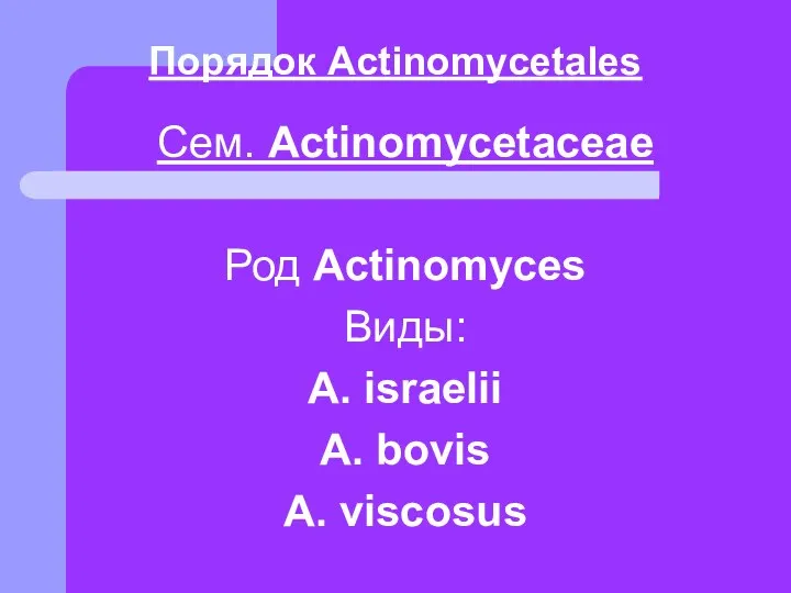 Сем. Actinomycetaceae Род Actinomyces Виды: А. israelii A. bovis A. viscosus Порядок Actinomycetales