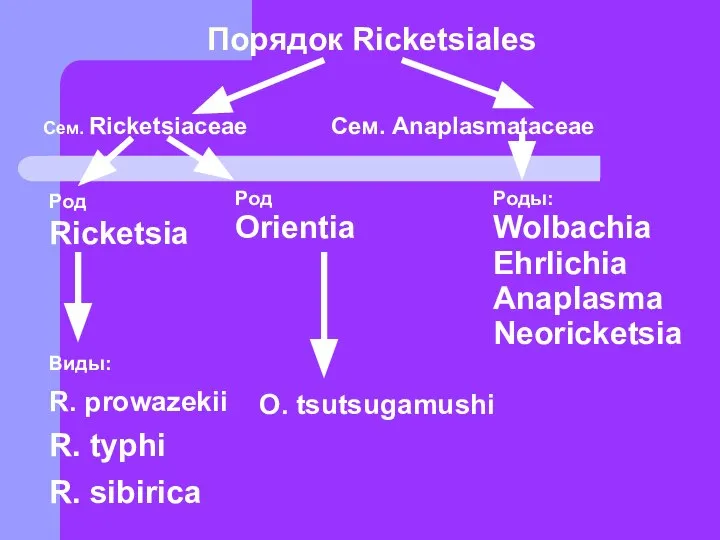 Порядок Ricketsiales Сем. Ricketsiaceae Сем. Anaplasmataceae Род Ricketsia Род Orientia Роды: