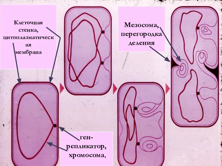 Мезосома, перегородка деления ген-репликатор, хромосома, Клеточная стенка, цитоплазматическая мембрана