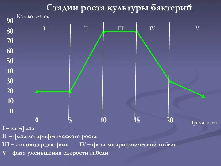 Время, часы Стадии роста культуры бактерий I II III IV V