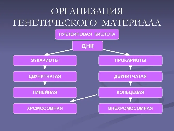 ОРГАНИЗАЦИЯ ГЕНЕТИЧЕСКОГО МАТЕРИАЛА НУКЛЕИНОВАЯ КИСЛОТА ЭУКАРИОТЫ ПРОКАРИОТЫ ДВУНИТЧАТАЯ ДВУНИТЧАТАЯ ЛИНЕЙНАЯ КОЛЬЦЕВАЯ ХРОМОСОМНАЯ ВНЕХРОМОСОМНАЯ ДНК