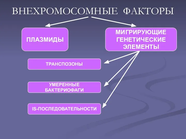 ВНЕХРОМОСОМНЫЕ ФАКТОРЫ МИГРИРУЮЩИЕ ГЕНЕТИЧЕСКИЕ ЭЛЕМЕНТЫ ПЛАЗМИДЫ УМЕРЕННЫЕ БАКТЕРИОФАГИ ТРАНСПОЗОНЫ IS-ПОСЛЕДОВАТЕЛЬНОСТИ