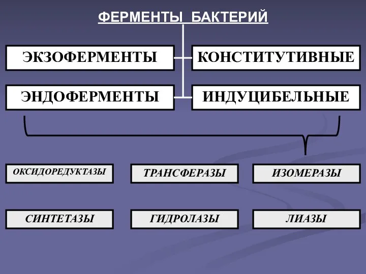 ЭКЗОФЕРМЕНТЫ ЭНДОФЕРМЕНТЫ КОНСТИТУТИВНЫЕ ИНДУЦИБЕЛЬНЫЕ ОКСИДОРЕДУКТАЗЫ ТРАНСФЕРАЗЫ ИЗОМЕРАЗЫ СИНТЕТАЗЫ ГИДРОЛАЗЫ ЛИАЗЫ ФЕРМЕНТЫ БАКТЕРИЙ