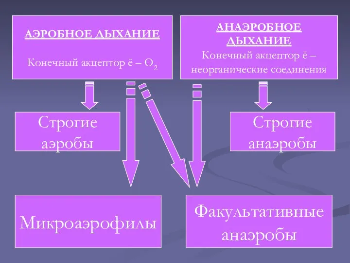 АЭРОБНОЕ ДЫХАНИЕ Конечный акцептор ē – O2 АНАЭРОБНОЕ ДЫХАНИЕ Конечный акцептор