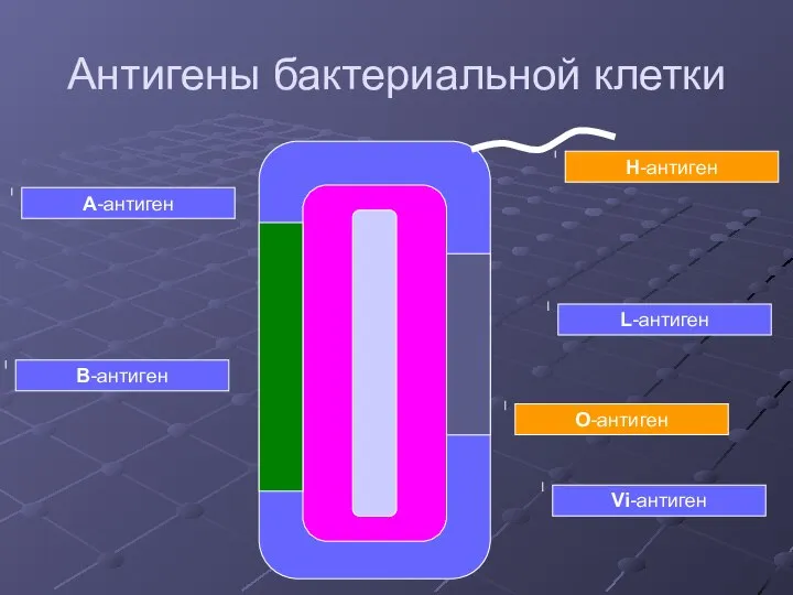 Антигены бактериальной клетки A-антиген B-антиген О-антиген Н-антиген Vi-антиген L-антиген