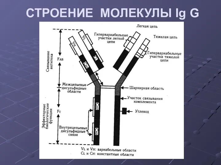 СТРОЕНИЕ МОЛЕКУЛЫ Ig G