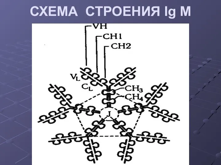 СХЕМА СТРОЕНИЯ Ig M