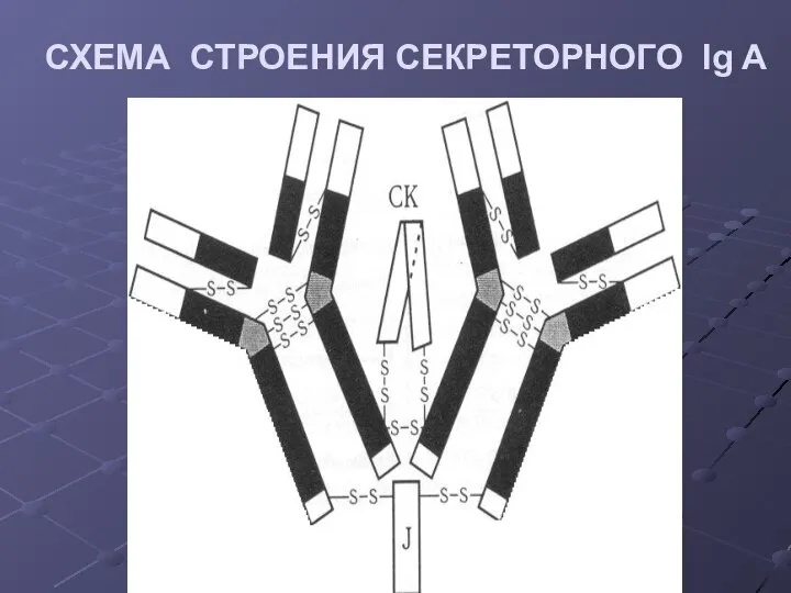 СХЕМА СТРОЕНИЯ СЕКРЕТОРНОГО Ig A