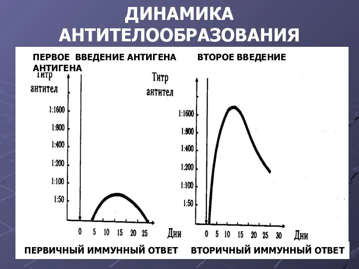 ПЕРВОЕ ВВЕДЕНИЕ АНТИГЕНА ВТОРОЕ ВВЕДЕНИЕ АНТИГЕНА ПЕРВИЧНЫЙ ИММУННЫЙ ОТВЕТ ВТОРИЧНЫЙ ИММУННЫЙ ОТВЕТ ДИНАМИКА АНТИТЕЛООБРАЗОВАНИЯ