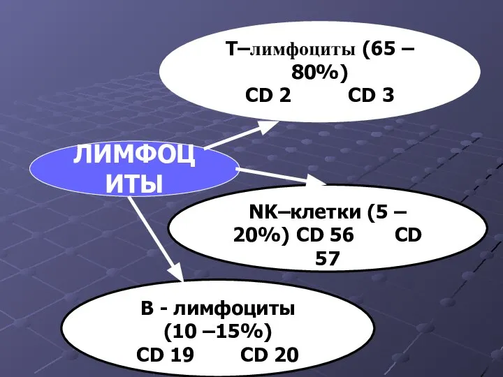 В - лимфоциты (10 –15%) СD 19 CD 20 NK–клетки (5