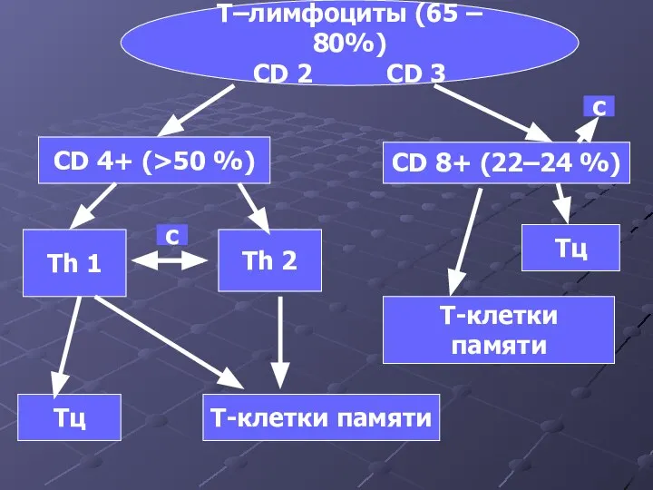 Т–лимфоциты (65 – 80%) CD 2 CD 3 CD 4+ (>50