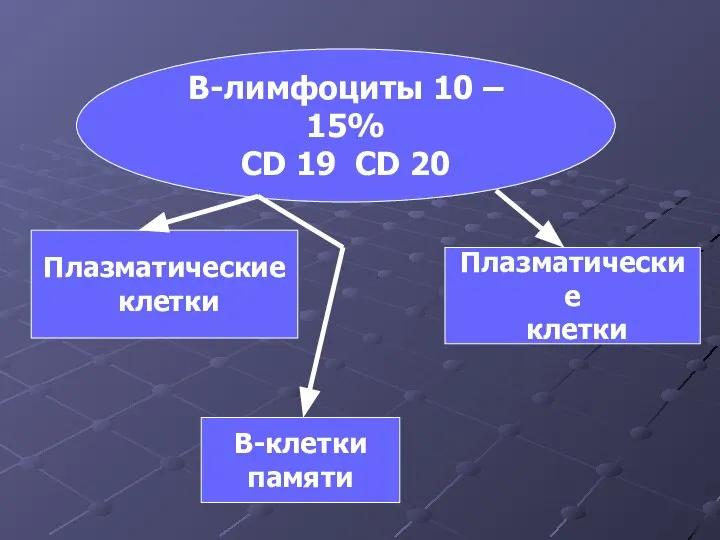 В-лимфоциты 10 – 15% СD 19 CD 20 Плазматические клетки Плазматические клетки В-клетки памяти